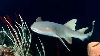 Diving at Glover's and Turneffe Atolls in Belize