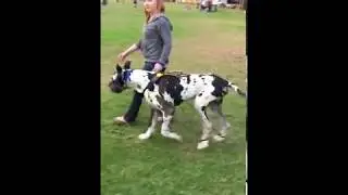 Rajah, 6-year-old Great Dane suffering from Degenerative Peripheral Neuropathy