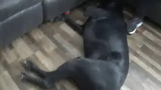 Big Black Dog