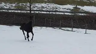 MADE BY KES: 2015 gelding DSP 