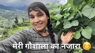 मेरी गौशाला का नजारा 😊#phadilifestyle #madhu  negi vlog #youtube vlog #pahadi #nature #phadivibes