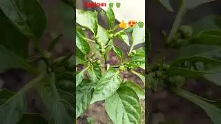 🫑😍#capsicum#small buds and capsicum flower#ytshorts #vegetable#organic kitchen garden#healthyliving