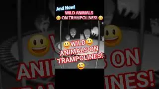 😃WILD ANIMALS ON TRAMPOLINES!😃 THESE FUNNY ANIMALS BOUNCING ALL OF THOSE BLUES AWAY! 😁
