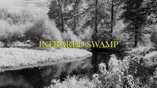 Infrared Film Photography in the Swamp: Mamiya C220 + Ilford SFX 200