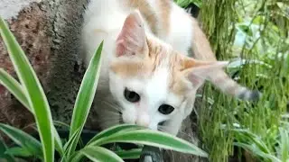 funny cats 