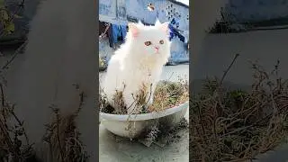 Cat Video | White Cat | Persian Cat | Cat Loves | Cat Movement | Cute Cat | Kitten | Funny Cat