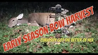 Early Season Archery Doe Harvest in Antler King Food Plot