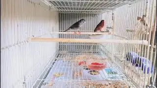 Meu plantel ( Parte 1 )