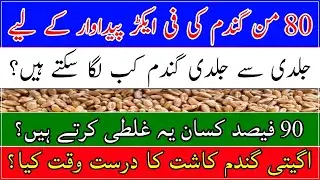 Early wheat sowing| number wheat crop| wheat production technology| گندم کی ڈھیری کاشت کب کریں؟