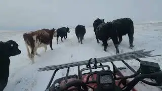 Cattle drive meditation! 