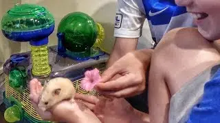 We Bought a Hamster!