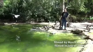 Humboldt Penguin Zookeeper talk at Avifauna Vogels en Zoo in Alphen aan den Rijn