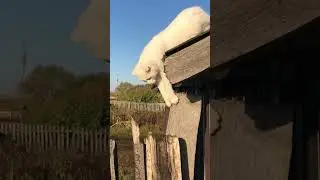 how to get off the roof ?#cat  #roof