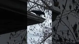 What is in this bird&rsquo;s mouth?