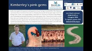 Conservation Conversations: Mark D Anderson - Kimberley's Pink Gems: Lesser Flamingos (4-Aug-20)