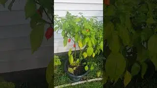 #pepperman #Superhots #gardening second year