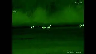 OneLeaf 75mm,  roe deers