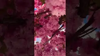 #fyp #spring #bloomingtree #kwanzacherrytree #kwanza #bloom #sky #nature #viral #beautiful #flower