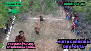 Gado de Aposta - Novilha Flor do Campo, Boi Lampião e muito mais!