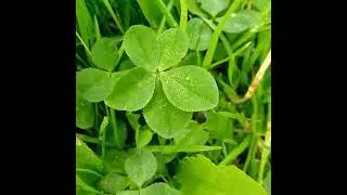 Five-leaf clover. Пятилистный клевер#magic#nature#druid#druid_magic##clover#cloverleaf