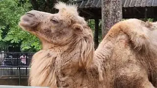 Close-up of double eyelashes of Dromedary camel.