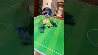 Parrot Love 🦜🤣#parrot #funny #comedy #banarasibabubhaiya #parrottalking #parrotlover #parrots #love