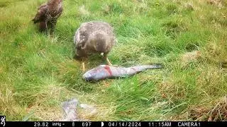 Buzzards feeding on dead Trout