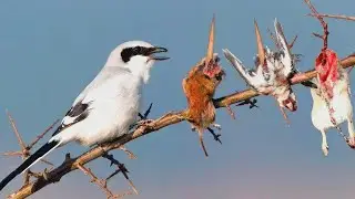 La terrifiante raison pour laquelle on surnomme les pies-gri&egrave;ches les &laquo; oiseaux bouchers &raquo;