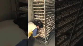 Incubator for your chicken and duck 2022 #  87