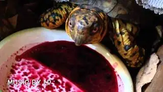 Sparky and the Raw Beet Juice-box turtle care