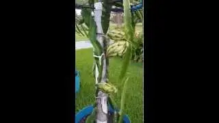 Dragon Fruit setting fruit and tipping technique