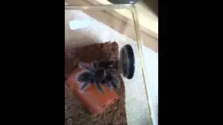 My LP freshly molted and new Avic sling