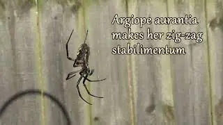 Black & Yellow Garden Spider (Argiope aurantia) makes Stabilimentum