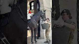 The Trooper makes sure the Horses stays hydrated#london #kingsguard#horse#tradition #travel#history
