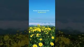 #nature #flowers #travel #naturelovers #flowervalley #travelblog #yellowflowers #quotesoftheday