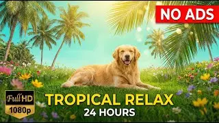 24 Hours of Dog TV - Tropical Field Walk 🌴🐕 Deep Relaxation for Dogs🎵🐶No Ads FullHD💖