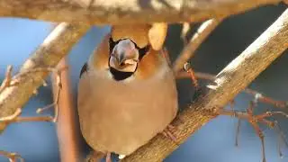 il frosone
