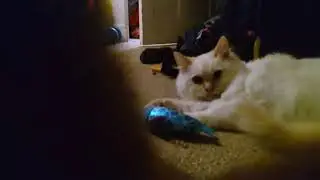 life of kitten EP3 S1