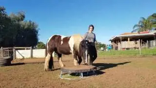 Horse Liberty // Gypsy Cob and his Pedestal
