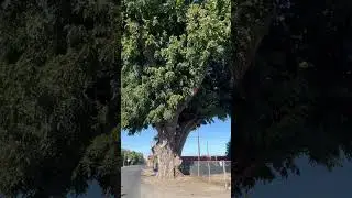 Oldest Walnut Tree in California