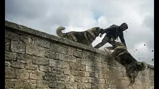 Working Caucasian dogs! Glory and respect to them!