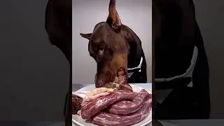 Doberman Wild Feast|&ldquo;Horse Meat, Chicken Feet, Quail Egg, Chicken & Duck Neck ASMR 😳🐕&rdquo;#dogshorts