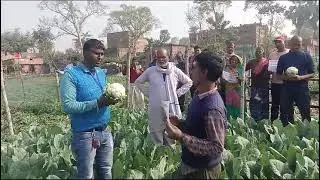 Basf Nunhems Company Ka Cauliflower Diana Farmer Feedback 