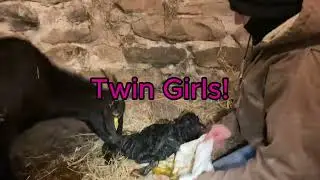 We have Twin girls!