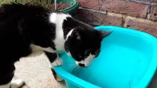 Jake the cat drinking his dirty rain water!