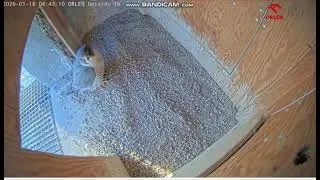 Orlen Płock G1 PL-Werwa fell into nest, surprised, clean, hole,  standing in dorway-2026 01 18 08 43