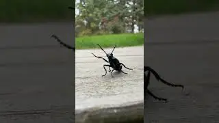 #meloe￼ beetle￼ on the go