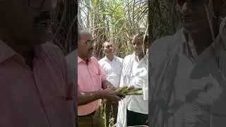 रिकाॅर्ड तोड़ पैदावार देने वाली गन्ना किस्म - Co 15023: Highest - ever sugarcane yield