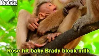Rose deep stress hit her baby Brady block milk till shout crying seizure
