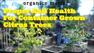Citrus Video | Container Grown | Proper Soil Health | Long Video In 4K #organicsbesturbangardner